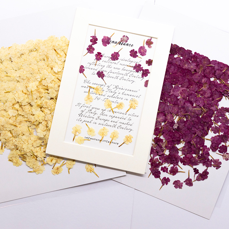 Dried Flower Bookmark - 60 Peças de Espécimes Naturais de