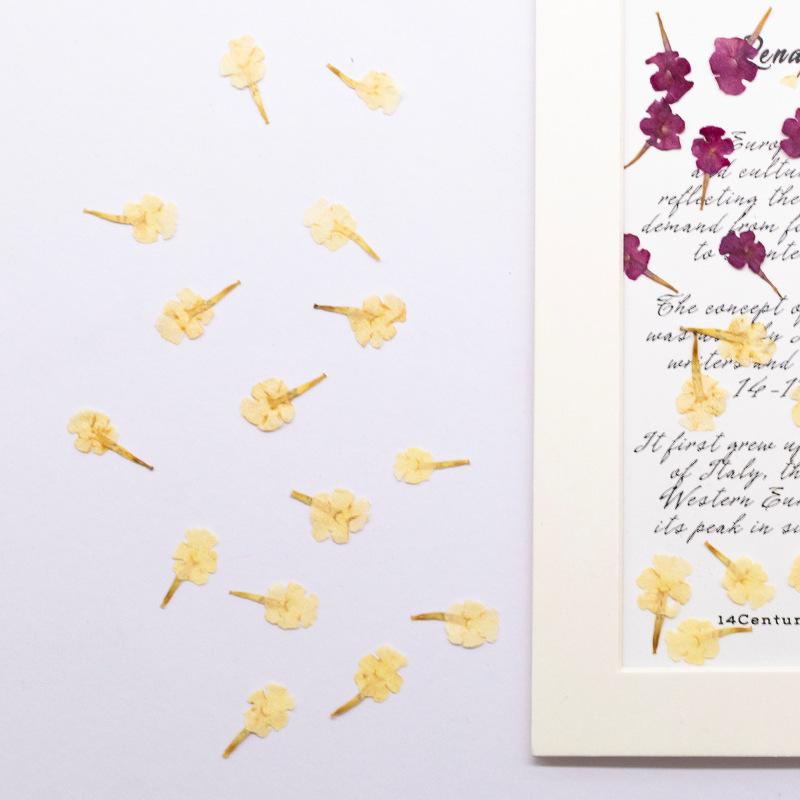 60 Peças de Espécimes Naturais - Dried Flower Bookmark avaliação e preço