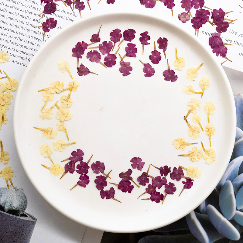 60 Peças de Espécimes Naturais - Dried Flower Bookmark avaliação e preço