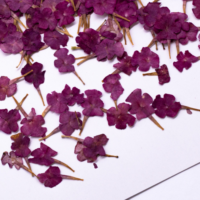60 Peças de Espécimes Naturais - Dried Flower Bookmark avaliação e preço
